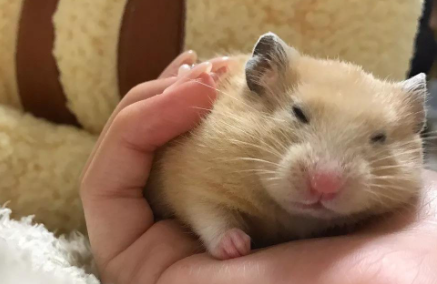 仓鼠嘴张开然后死了是因为什么