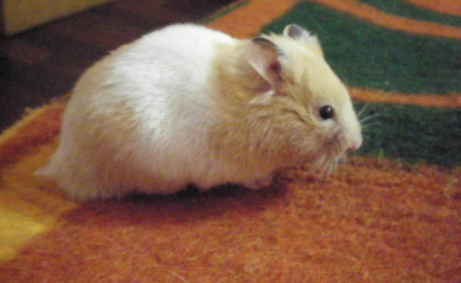 如何寻找越狱的金丝熊