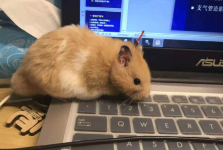 如何寻找越狱的金丝熊