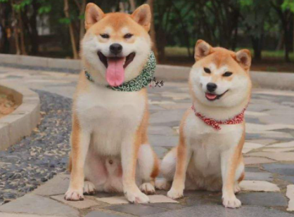 如何看柴犬是不是纯种