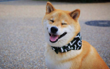 如何看柴犬是不是纯种