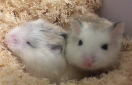 仓鼠在10几度状态下会冻死吗