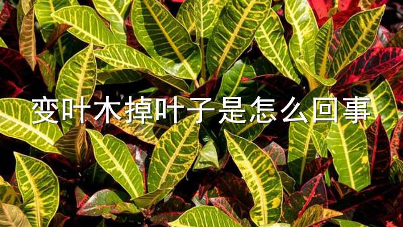变叶木掉叶子是怎么回事
