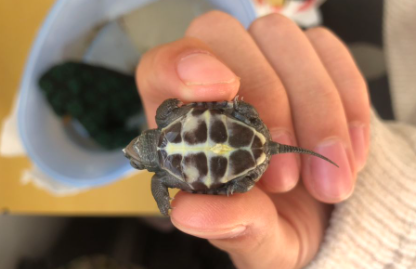 乌龟冬眠要在水里吗