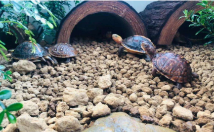 乌龟冬眠要在水里吗