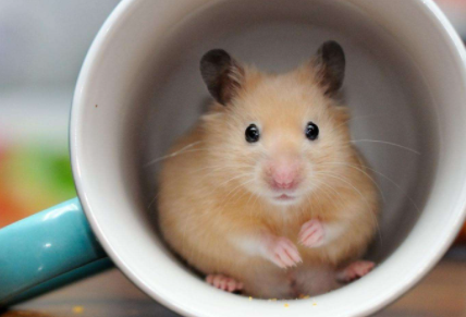 仓鼠假死会僵硬吗