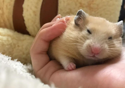 仓鼠假死会僵硬吗