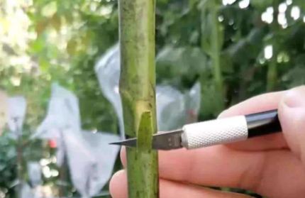 嫁接活的树什么时候可以撕膜