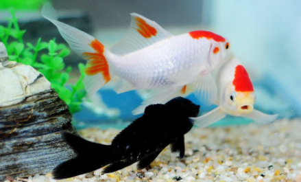 金鱼为什么会沉到水底下