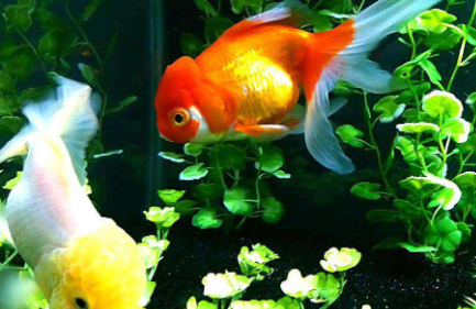 金鱼为什么会沉到水底下