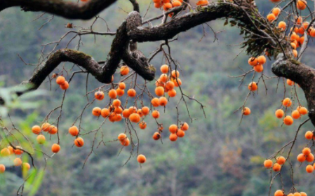 饭后多久吃柿子不算空腹