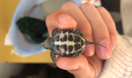 乌龟冬眠能不能唤醒