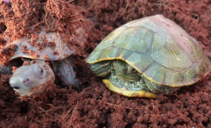 乌龟冬眠能不能唤醒