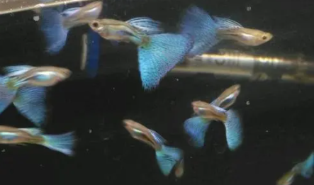 孔雀幼鱼多久可以和大鱼一起养