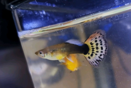 孔雀幼鱼多久可以和大鱼一起养