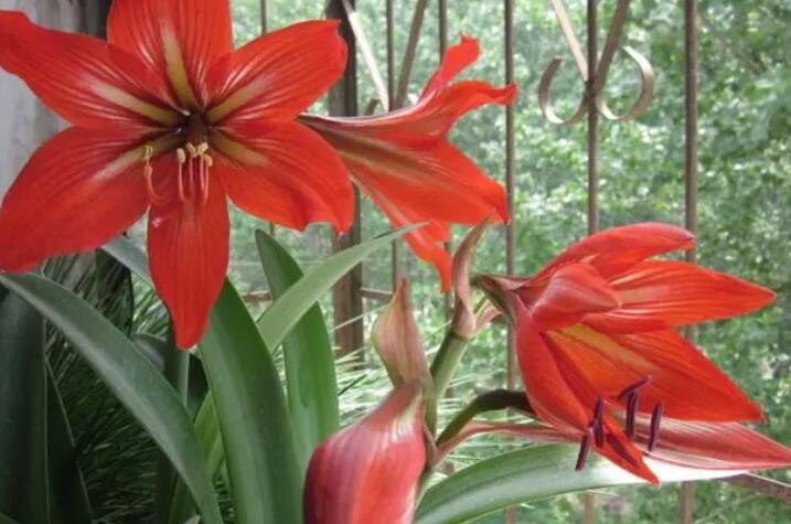 对红几月份把叶子去掉