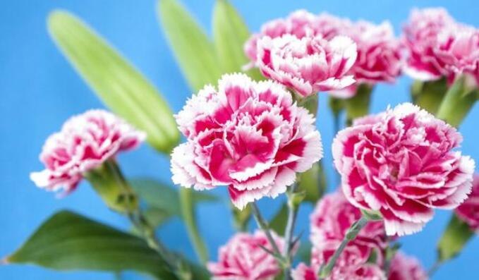 多丁 和康乃馨的区别