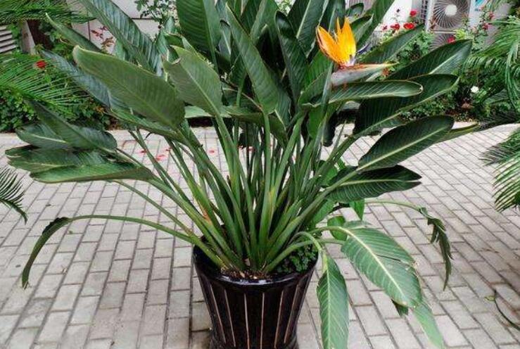 天堂鸟和鹤望兰的区别