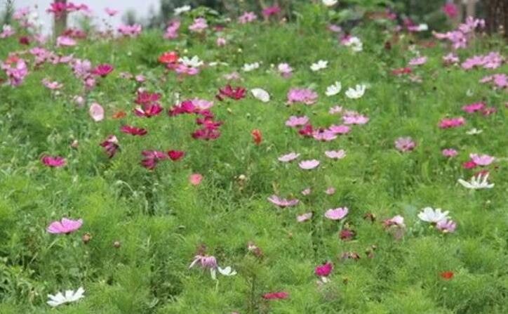 波斯菊和格桑花的区别