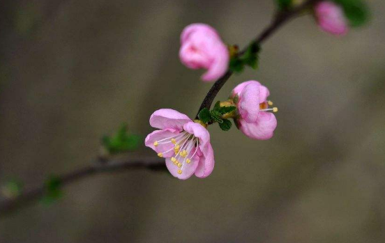 躲春一整天不能见生人吗