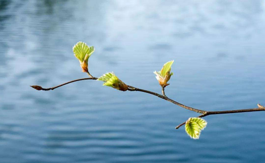 躲春一整天不能见生人吗