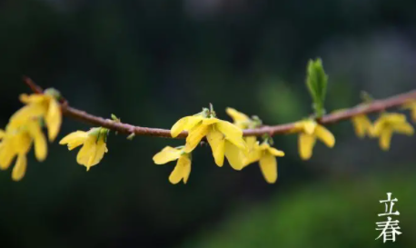 2023年立春是几九第几天