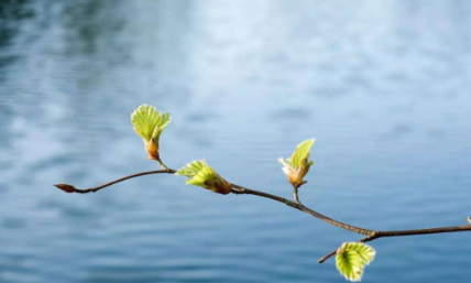 2023年立春是早春还是晚春 