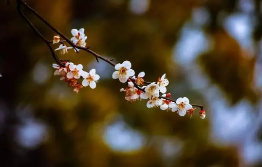 躲春可以做美甲吗