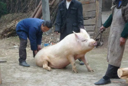2022年过年什么时候杀猪好