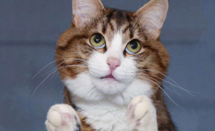 猫咪眼屎为什么是绿色的