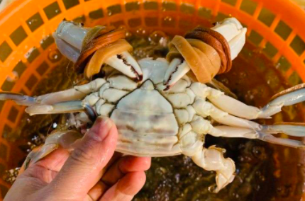 抱卵的螃蟹好吃吗