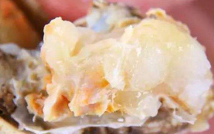 抱卵的螃蟹好吃吗