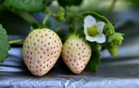 白色草莓是什么口味的