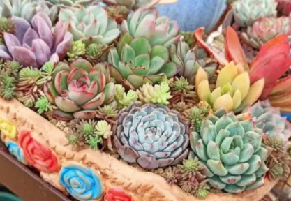 2022立夏过后种多肉多肉会服盆吗