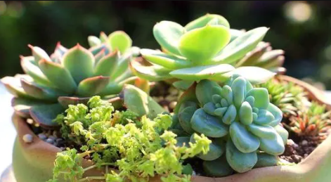 2022立夏过后种多肉多肉会服盆吗