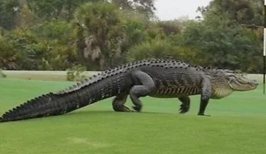 美国发现了一只活恐龙是真的吗