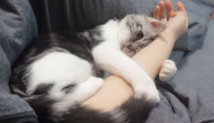 买猫怎么看猫粘不粘人