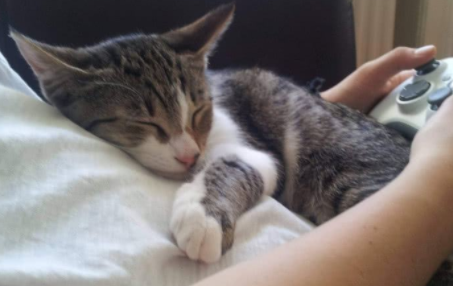 买猫怎么看猫粘不粘人