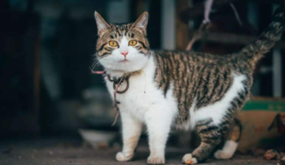 狸花猫什么行为算是认主人