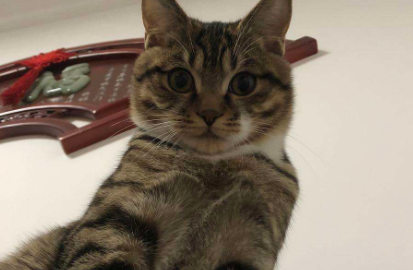 狸花猫什么行为算是认主人