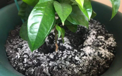 花盆土有白毛毛咋回事