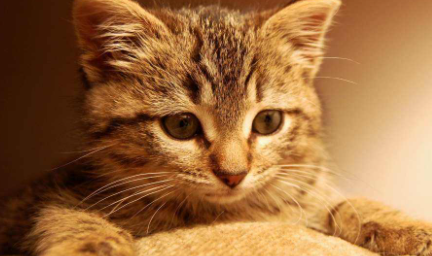 猫咪感冒一般吃几天药