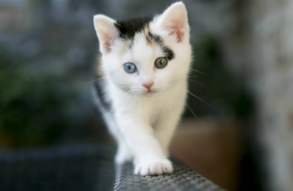 猫咪感冒一般吃几天药