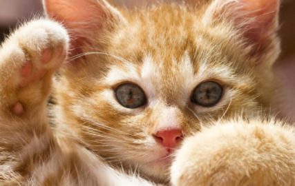 猫咪感冒一般吃几天药