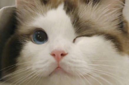 母猫有月经期嘛