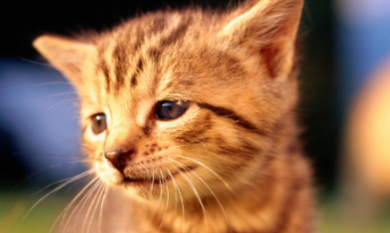 母猫有月经期嘛