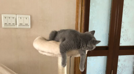 养猫房间味道很大怎么去除