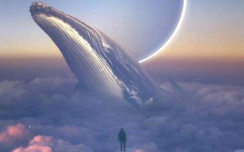 为什么说鲸鱼一生孤独