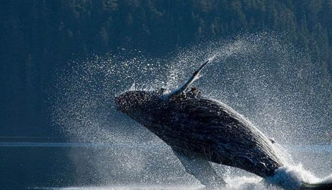 女孩子喜欢鲸鱼代表什么