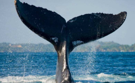 女孩子喜欢鲸鱼代表什么